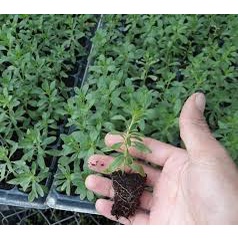 Hạt Giống Hoa Triệu Chuông F1 Dễ Trồng Hoa Nở Đẹp-Tổng kho hạt giống giá rẻ