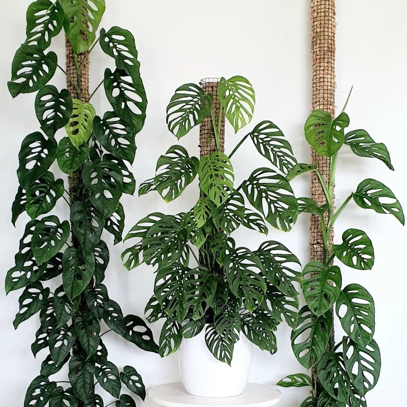 Monstera Adansonii Giant,[ Trầu Bà Lỗ Việt Nam]
