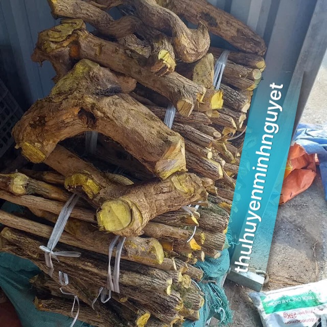 ☘️ Cây,thân cây Mật gấu 1kg ☘️