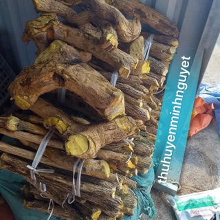 ☘️ Cây,thân cây Mật gấu 1kg ☘️
