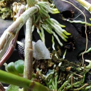 KÍCH RỄ THÁI LAN EXOTIC