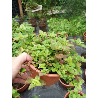 Cây kinh giới oregano - chậu lớn