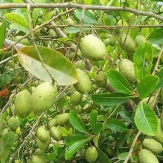 Cây giống cà na Thái