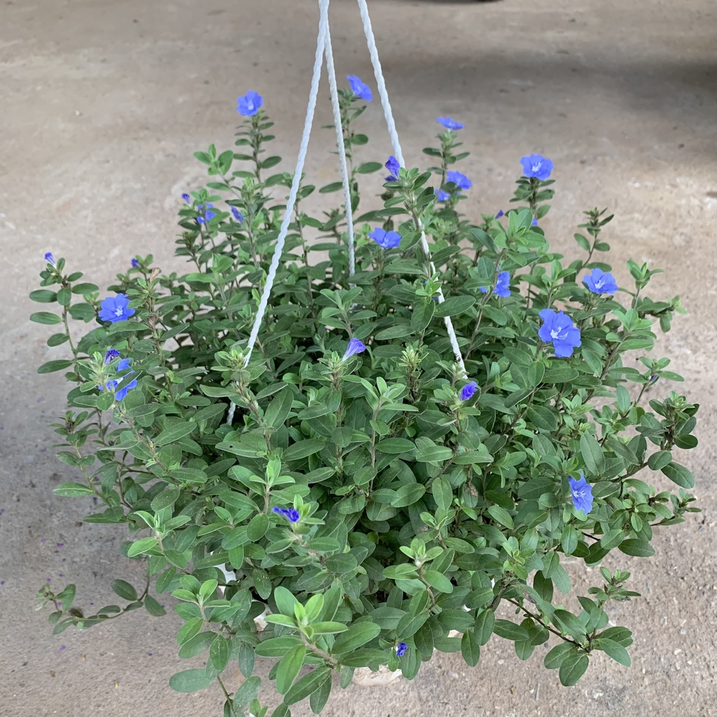 Chậu hoa thanh tú treo bán kính 35cm, cây hoa cảnh nở quanh năm, trồng treo ban công, treo tường và sân vườn