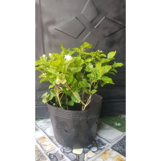 Chậu Hoa Lài Nở Hoa Thơm