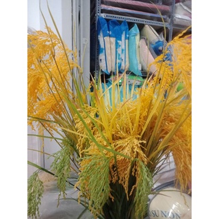 10 cay bông lúa giả