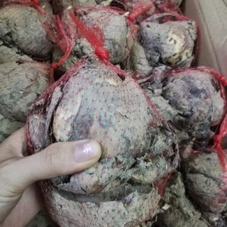 Combo 10 củ hoa thủy tiên