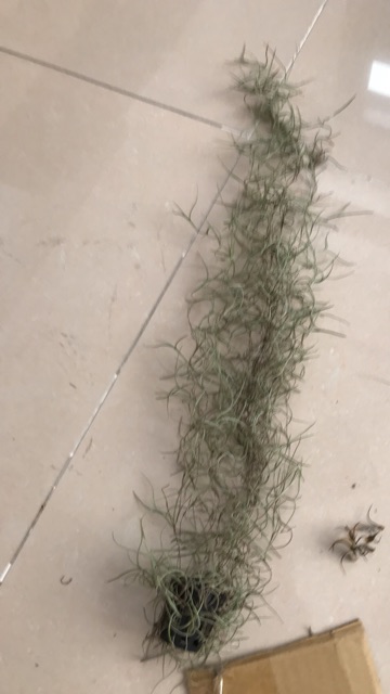 Cây không khí tóc tiên -Tillandsia usneoides——-sale——