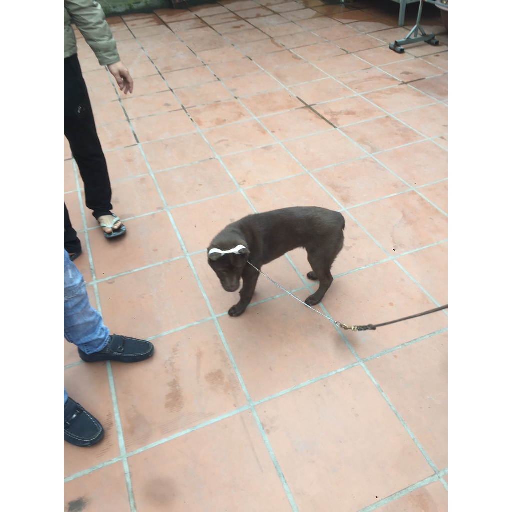 Bộ dán tai, nẹp tai, dựng tai cho mọi giống chó - Pet World Shop