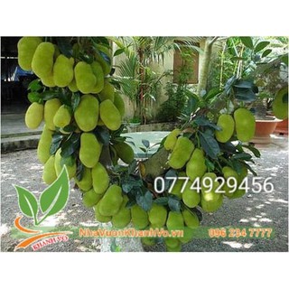 Cây giống mít tố nữ siêu trái ra quanh năm