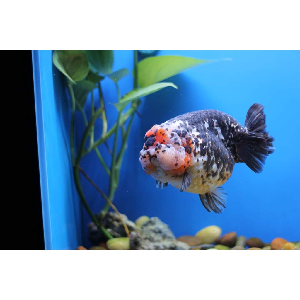 Vi Sinh E.M tỏi 250ml - trái cây 500ml