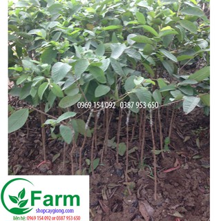 cây ổi lê đài loan ghép