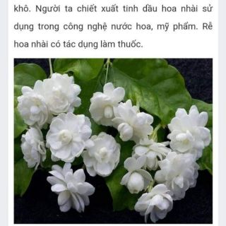 Cây giống nhài ta.thơm nức