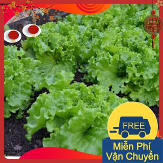 Combo 3 Gói Hạt Giống Xà Lách Xoăn Xanh