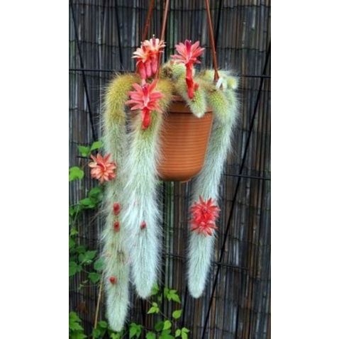(Sale 50%)Xương rồng đuôi cáo rất đẹp gửi hình cuối