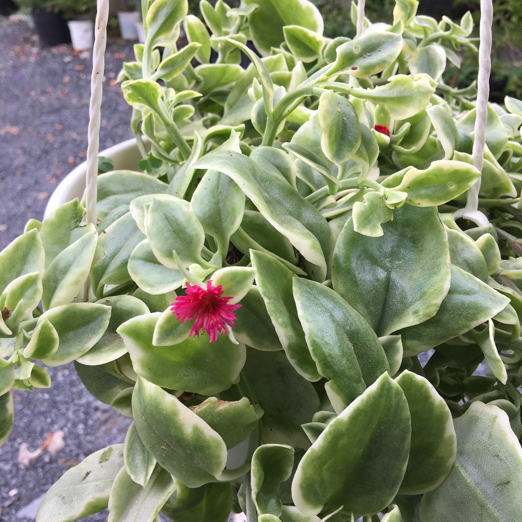 Chậu Cây BaBy Sun - cây kiểng lá có hoa đẹp - Heartleaf Iceplant -Trang Flower