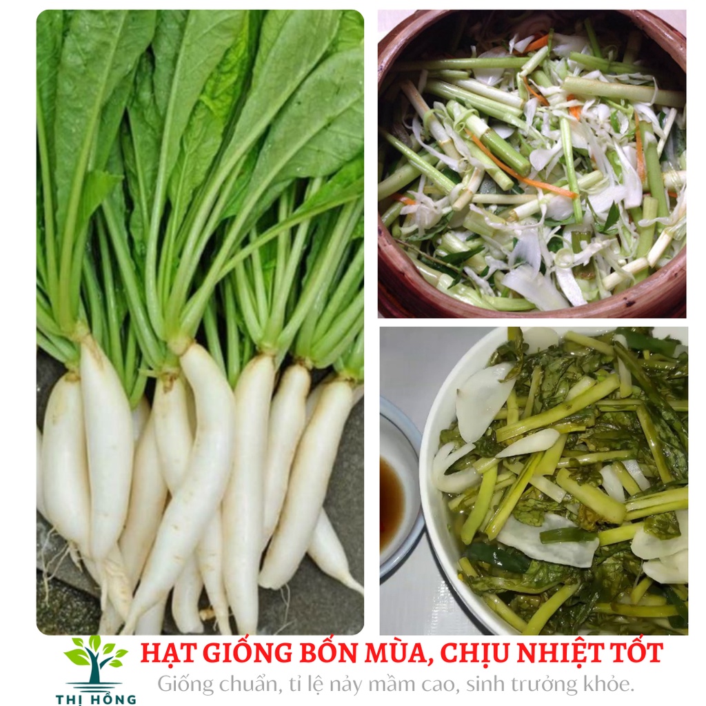 Hạt giống củ cải ăn lá 20g