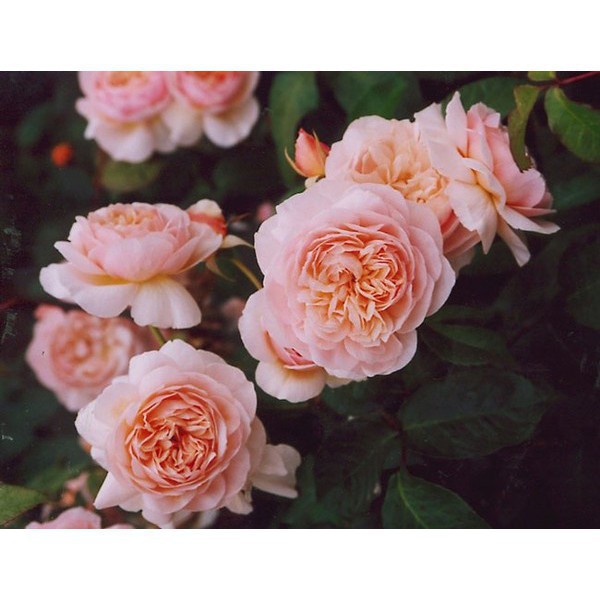 Gói 20 Hạt Giống Cây Hoa Hồng juliet-siêu đẹp Hoa Hồng Ngoại JulieTuyệt Đẹp Rose Tặng Kích Rễ luckyseed hạt siêu rẻ