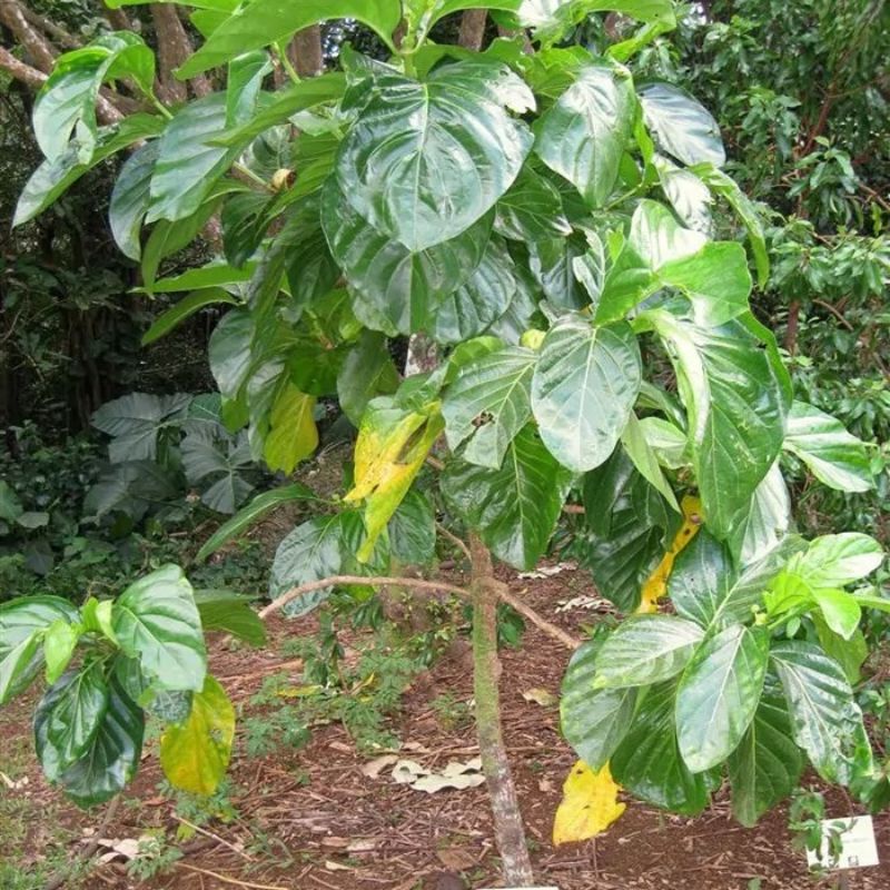 100 hạt nhàu giống