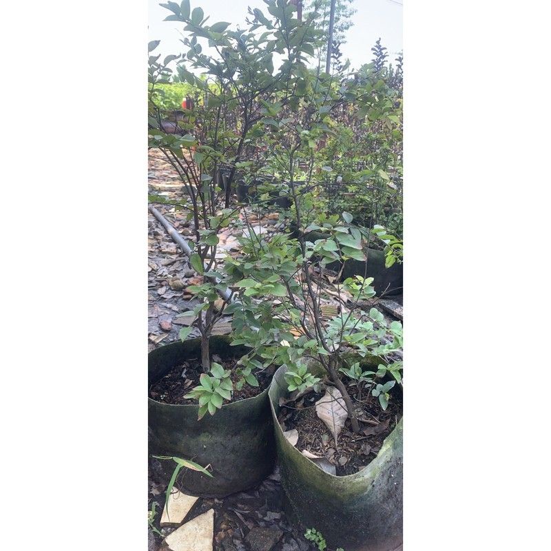 Cây Nho Thân Gỗ tứ quý