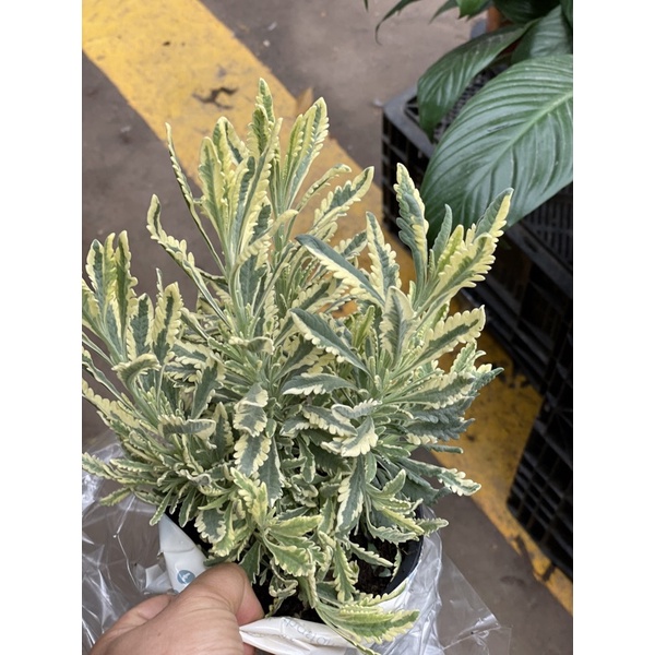 Oải hương (Lavender) lá phát tài giống mới - oải hương lá sọc