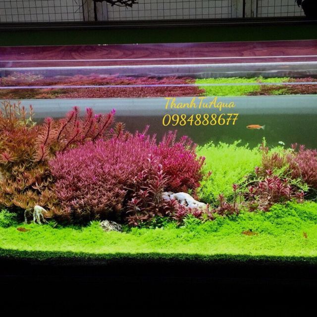ThanhTuAquaBể Cá Thuỷ Sinh