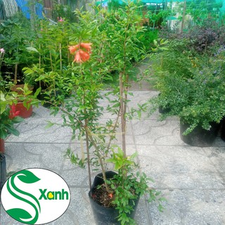 Cây Lựu Đỏ thái Qủa To Ăn Ngọt