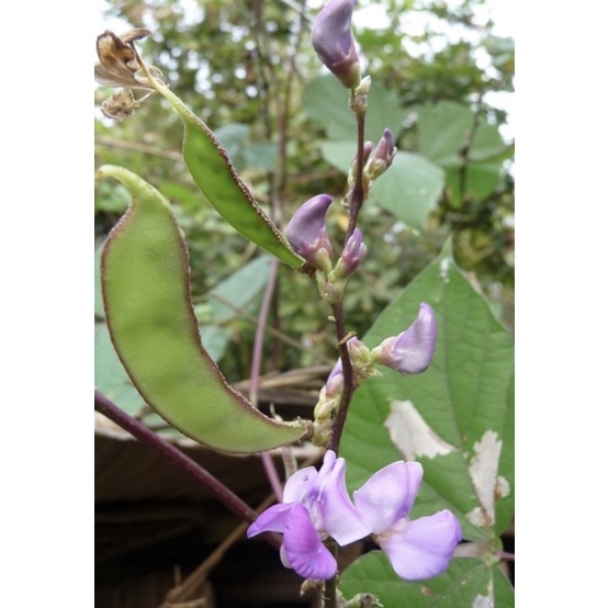 Hạt giống cây đậu ván quả xanh hoa tím rất sai