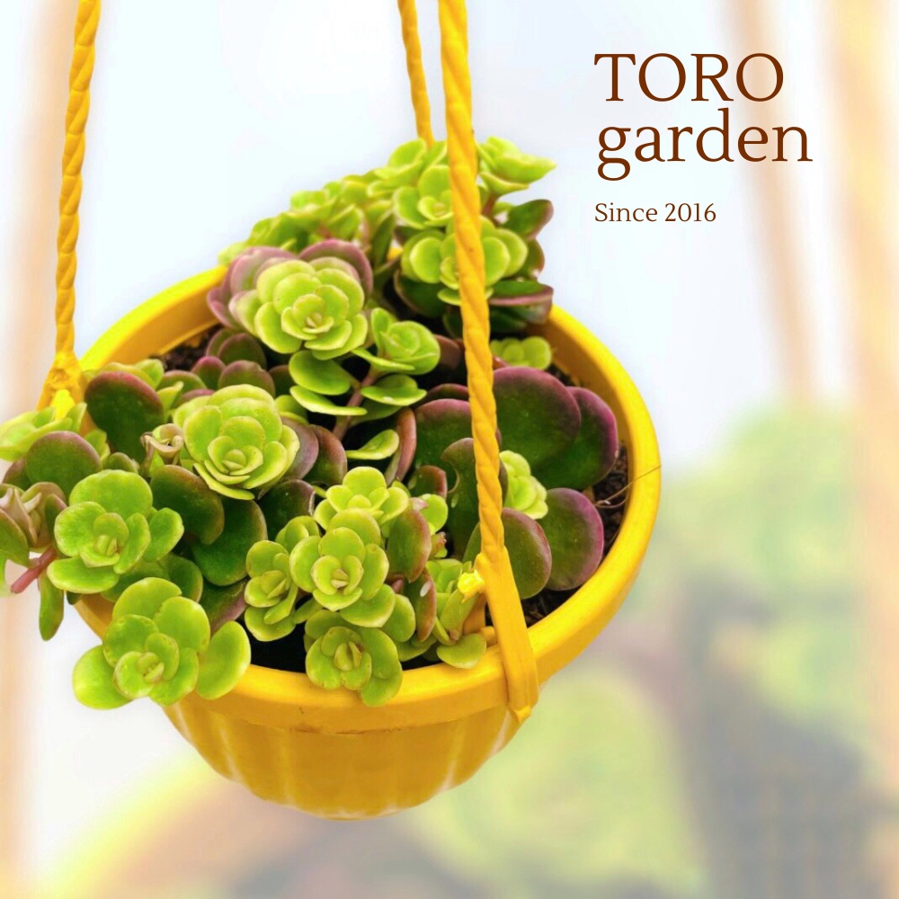 Combo 5 loại sen đá sedum trồng chậu treo Đà Lạt size 9cm cây cảnh trang trí nhà cửa Toro garden