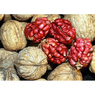 Óc chó đỏ Mỹ