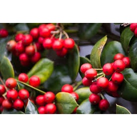 Cây giống Cây Cà phê chè