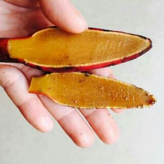 Nấm ngọc cẩu khô 1kg