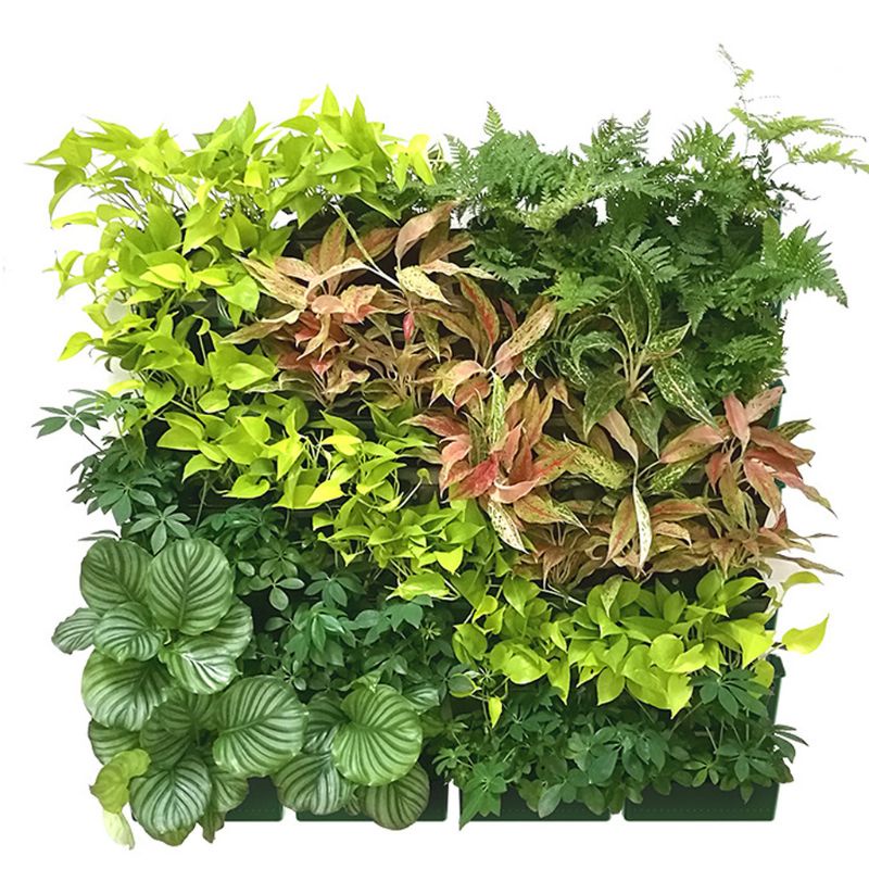 Chậu Trồng Cây Cảnh Treo Tường Trang Trí Nhà Cửa