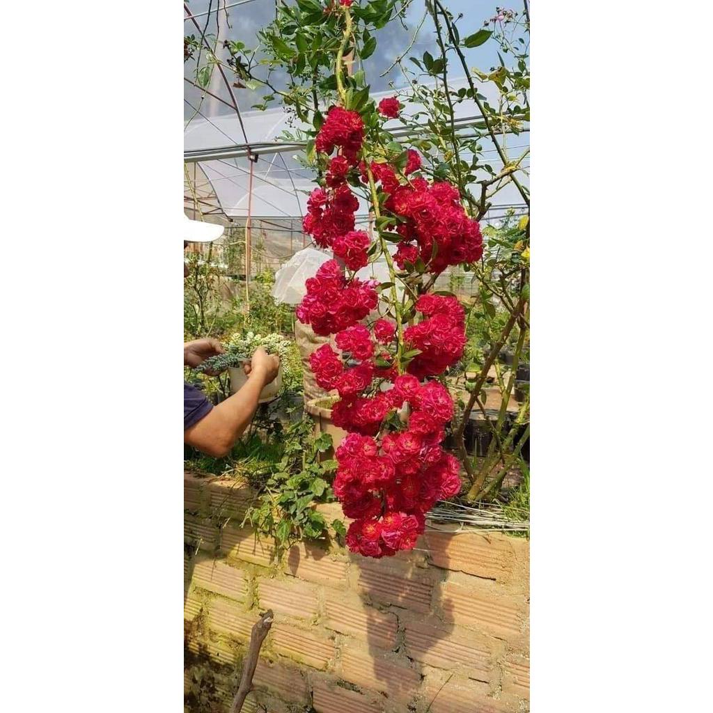 Chế phẩm phân bón đậu nành trứng chuối lên men humic chuyên dành cho hoa đặc biệt hoa hồng của uyên ngô