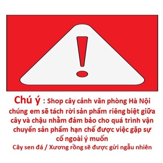 [ Quà Tặng Kèm ] chậu cây cá voi xanh