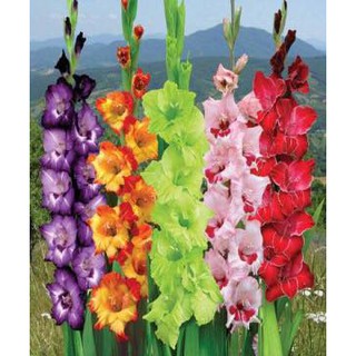 CỦ HOA LAY ƠN MÀU ĐỎ HÀ LAN 10 CỦ