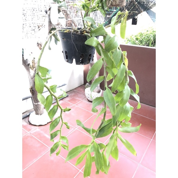 lan phi điệp