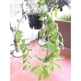 Lan phi điệp