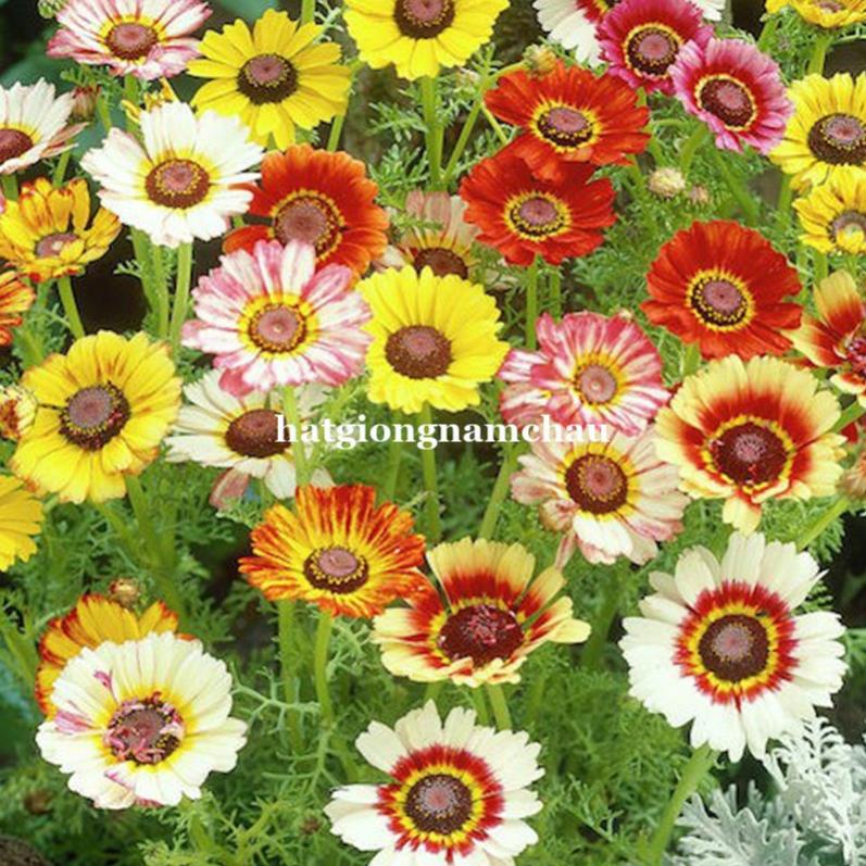 100H - HẠT GIỐNG HOA CÚC CHI MIX MÀU nhập khẩu Đức
