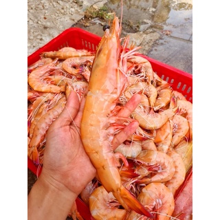 Tôm đỏ biển thiên nhiên (~12c/kg) - 0.5kg