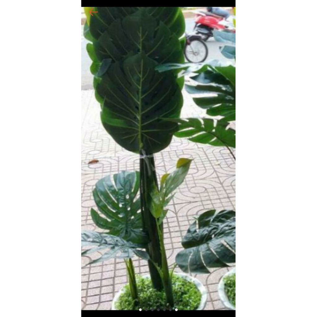 Cây lá rùa phong thủy trang trí nhà cửa cao 1.4met