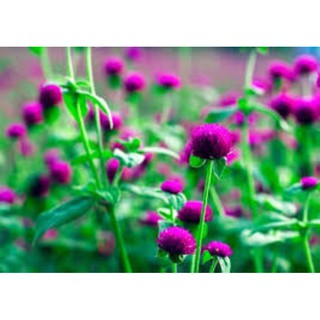 hạt giống hoa cúc bách nhật tím gói 50 hạt