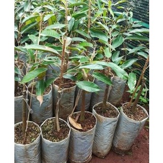 Cây giống sầu riêng ruột đỏ⚡freeship⚡