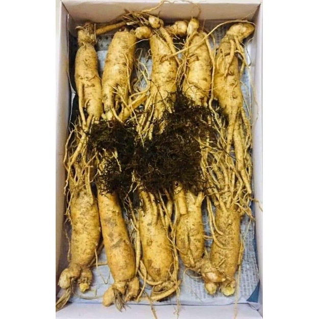 Nhân sâm nguyên củ 250k/củ lớn loại 8-10 củ/kg thượng phẩm