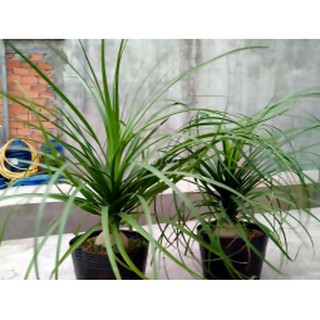 Cây lan bình rượu (chỉ giao hỏa tốc HCM)