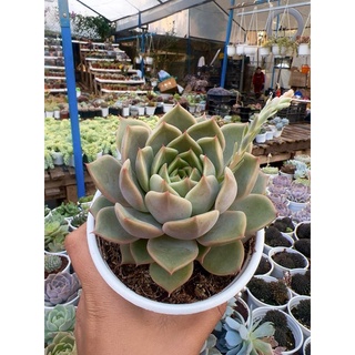 Sen đá đế xám size trung 8-12cm