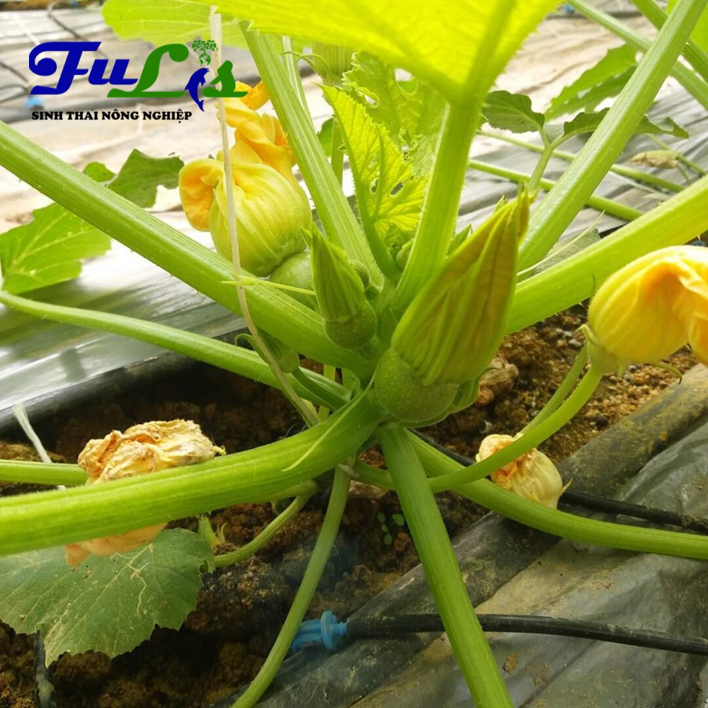 Bán 10 BỘ QUE CĂM TƯỚI NHỎ GIỌT CÓ BÙ ÁP 8 Lít/h ( bộ 4 que cắm) Tiết Kiệm Nước, Dùng Tưới Dưa Lưới, Tươ