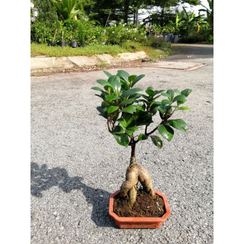 CÂY SI GHÉP ĐỂ BÀN