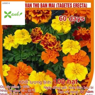 Hạt giống hoa Vạn thọ Ban mai (100 hạt)