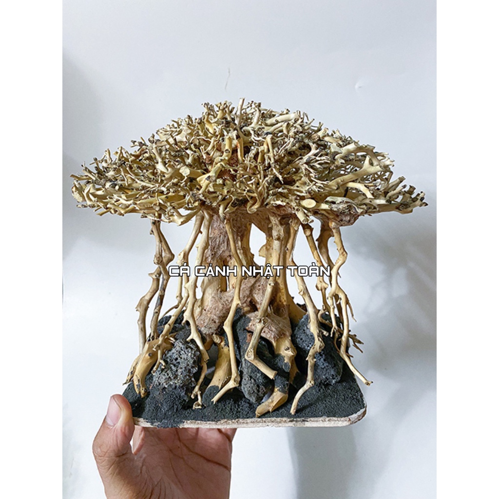 BONSAI LỦA RỪNG TRANG TRÍ BỂ THỦY SINH 20X13X17CM